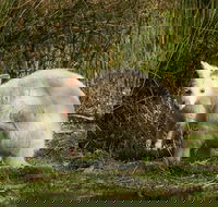 Bruny Island premium private photo-oriented day tour from Hobart - Accommodation in Brisbane