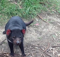 South East Food Sightseeing Private Tour with the Tasmanian Devil Unzoo - Accommodation in Brisbane