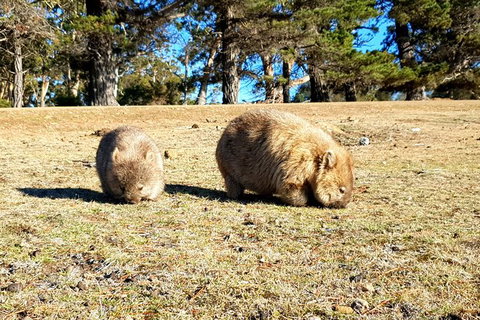2-Day: Hiking Tour: Maria Island & Mount Field - Accommodation in Brisbane 3