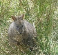 Leven Canyon Day Trip Including Wings Wildlife Park or Gunns Plains Caves from Devonport Ulverstone or Burnie - Accommodation in Brisbane