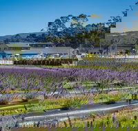 Private Tasman Peninsula Cruise Ship Tour from Port Arthur - Accommodation in Brisbane