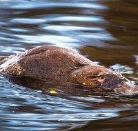 Wild-Platypus 2 hour wildlife tour - Accommodation in Brisbane