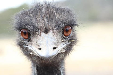 ZOODOO ZOO Tour, Meet The Famous Tasmanian Devil, Cuddle A Kangaroo, Feed A Lion - Accommodation in Brisbane 1