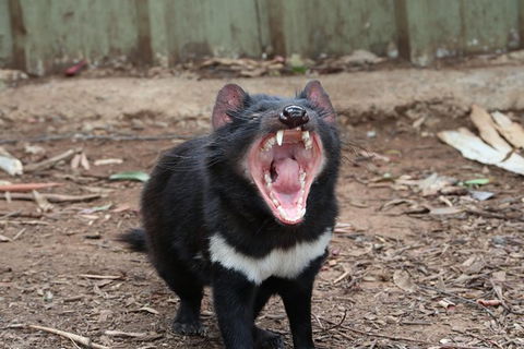 ZOODOO ZOO Tour, Meet The Famous Tasmanian Devil, Cuddle A Kangaroo, Feed A Lion - Accommodation in Brisbane 0