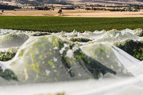 A Sommelier Guided Tour: Thursday Afternoon Wine Gin Cheese & Cocktails - Accommodation in Brisbane 5