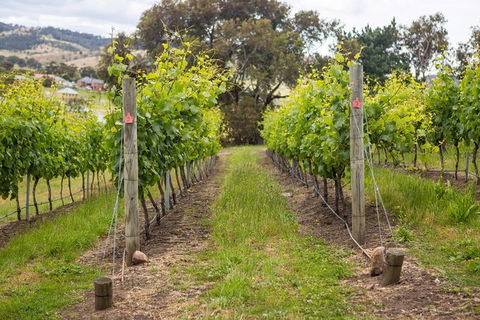 A Sommelier Guided Tour: Thursday Afternoon Wine Gin Cheese & Cocktails - Accommodation in Brisbane 3