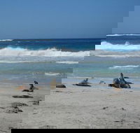 Kangaroo Island in a Day Tour from Adelaide - Accommodation in Brisbane