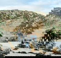 Small-Group Kangaroo Island 4WD Tour from Adelaide - Accommodation in Brisbane