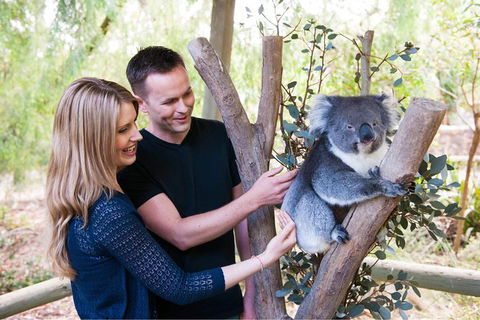 Adelaide Central Market With Cleland Wildlife Park And Mount Lofty Summit - Accommodation in Brisbane 1