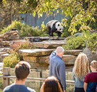 Adelaide Zoo Behind the Scenes Experience Panda and Friends Tour - Accommodation in Brisbane