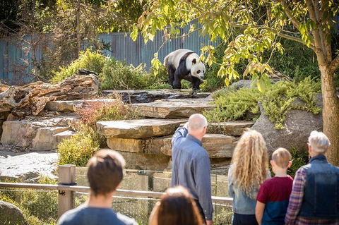 Adelaide Zoo Behind The Scenes Experience: Panda And Friends Tour - Accommodation in Brisbane 0