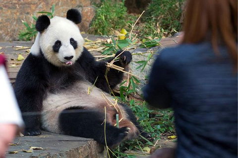 Adelaide Zoo Behind The Scenes Experience: Panda And Friends Tour - Accommodation in Brisbane 1
