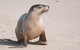 2-Day Kangaroo Island 4WD Small-Group Tour From Adelaide - thumb 0