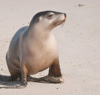 2-Day Kangaroo Island 4WD Small-Group Tour from Adelaide - Accommodation in Brisbane