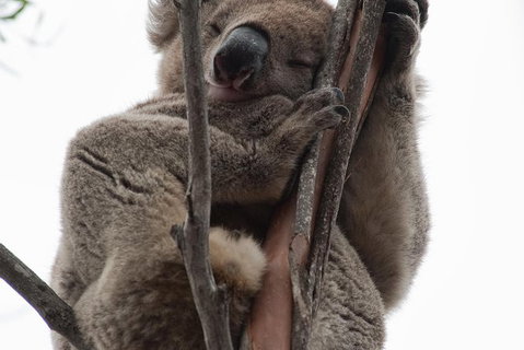 2-Day Kangaroo Island 4WD Small-Group Tour From Adelaide - Accommodation in Brisbane 1