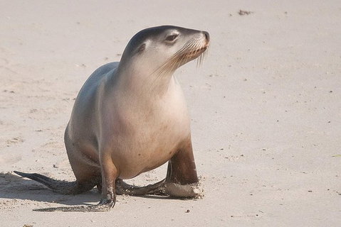 2-Day Kangaroo Island 4WD Small-Group Tour From Adelaide - Accommodation in Brisbane 2