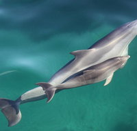 Dolphin Cruise from Adelaide with Optional Dolphin Swim - Accommodation in Brisbane
