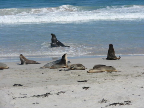 2-Day Kangaroo Island Adventure Tour From Adelaide - Accommodation in Brisbane 5