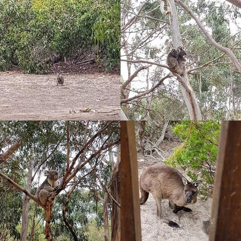 2-Day Kangaroo Island Adventure Tour From Adelaide - Accommodation in Brisbane 3