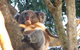 2-Day Kangaroo Island Adventure Tour From Adelaide - thumb 7