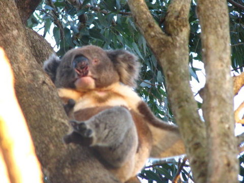 2-Day Kangaroo Island Adventure Tour From Adelaide - Accommodation in Brisbane 7