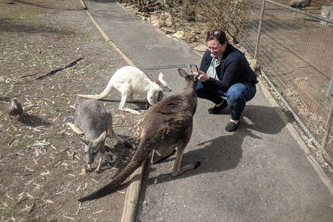 A Taste Of Adelaide And Hahndorf By Car Private Tour. - Accommodation in Brisbane 8