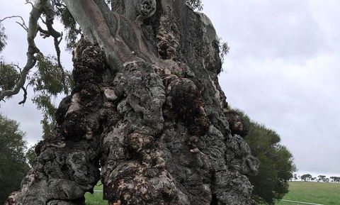 Small Group Gourmet Barossa Valley Day Trip From Adelaide - Accommodation in Brisbane 3