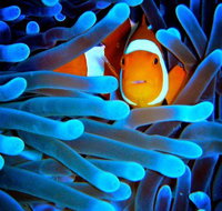 5-Day Best of Cairns with Daintree Kuranda and Great Barrier Reef - Accommodation in Brisbane