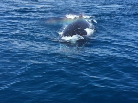 Whitehaven Beach Half-Day Cruises - Accommodation in Brisbane 8