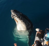 Hervey Bay Whale Watching Experience - Accommodation in Brisbane