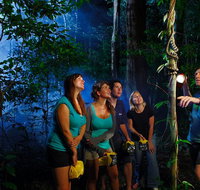 Daintree Rainforest Night Walk from Cape Tribulation - Accommodation in Brisbane