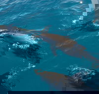 Fraser Island  Dolphin Sailing Adventure - Accommodation in Brisbane