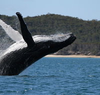 Hervey Bay Ultimate Whale Watching Cruise - Accommodation in Brisbane
