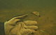 Rainforest Platypus Night Dive (Certified Divers Only Once Day Dive Completed) - thumb 9