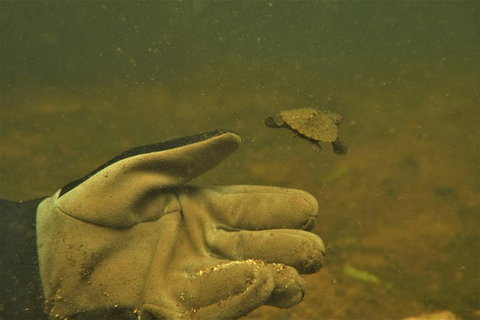 Rainforest Platypus Night Dive (Certified Divers Only Once Day Dive Completed) - Accommodation in Brisbane 9