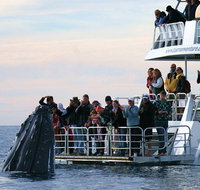 Hervey Bay Whale Watching Cruise - Accommodation in Brisbane