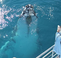 Three-Quarter Day Hervey Bay Premium Whale Watching Cruise - Accommodation in Brisbane