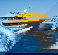Spirit of Hervey Bay Whale Watching Cruise - Accommodation in Brisbane