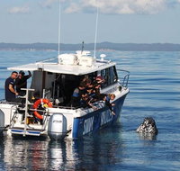 Hervey Bay Whale Swim and Watch - Accommodation in Brisbane