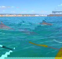 Half-Day Kayak with Dolphins and 4WD Beach Drive from Rainbow Beach - Accommodation in Brisbane