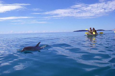Half-Day Kayak With Dolphins And 4WD Beach Drive From Rainbow Beach - Accommodation in Brisbane 9