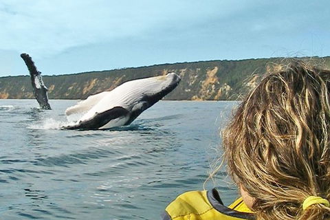 Half-Day Kayak With Dolphins And 4WD Beach Drive From Rainbow Beach - Accommodation in Brisbane 7