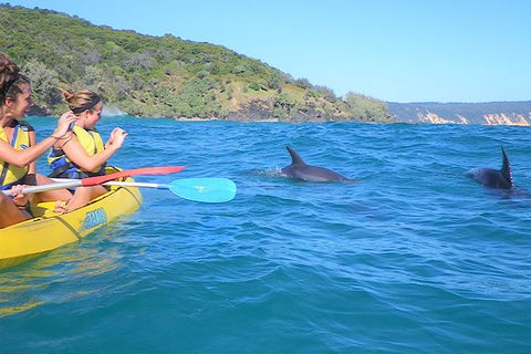 Half-Day Kayak With Dolphins And 4WD Beach Drive From Rainbow Beach - Accommodation in Brisbane 3