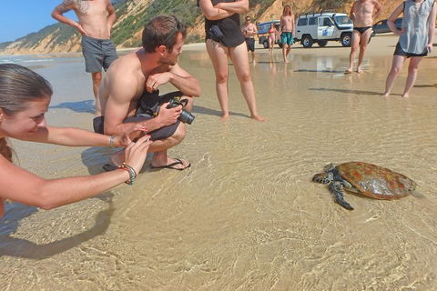 Half-Day Kayak With Dolphins And 4WD Beach Drive From Rainbow Beach - Accommodation in Brisbane 11