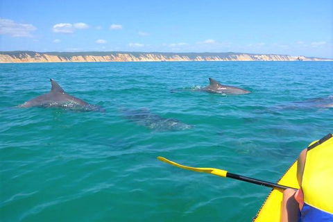 Half-Day Kayak With Dolphins And 4WD Beach Drive From Rainbow Beach - Accommodation in Brisbane 2
