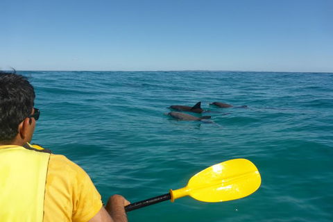 Half-Day Kayak With Dolphins And 4WD Beach Drive From Rainbow Beach - Accommodation in Brisbane 6