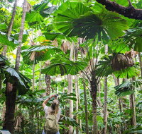 Cape Tribulation Daintree Rainforest and Wildlife Tour - Accommodation in Brisbane