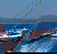 Blue Dolphin Exclusive Whale Watch Encounters - Accommodation in Brisbane