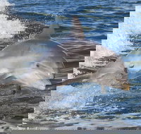 Noosa Oceanrider Scenic Dolphin Safari - Accommodation in Brisbane