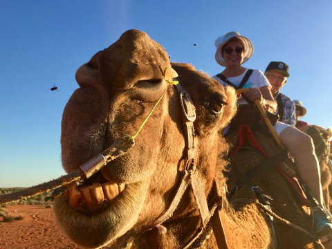 Uluru Small-Group Tour By Camel At Sunrise Or Sunset - Accommodation in Brisbane 7
